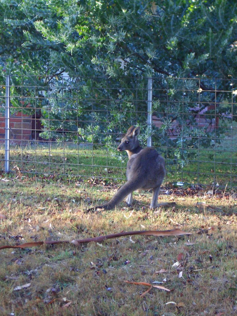 Kangaroo near the street