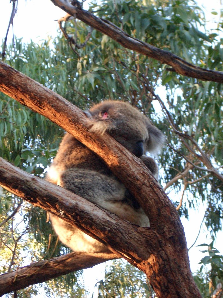 Koala in animal park