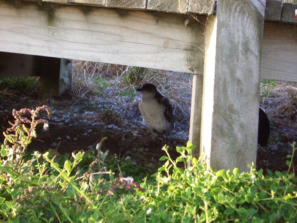 Little Penguin on Phillip Island
