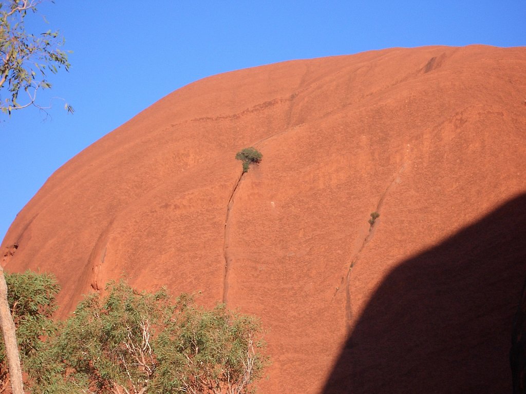 Tree on Uluru