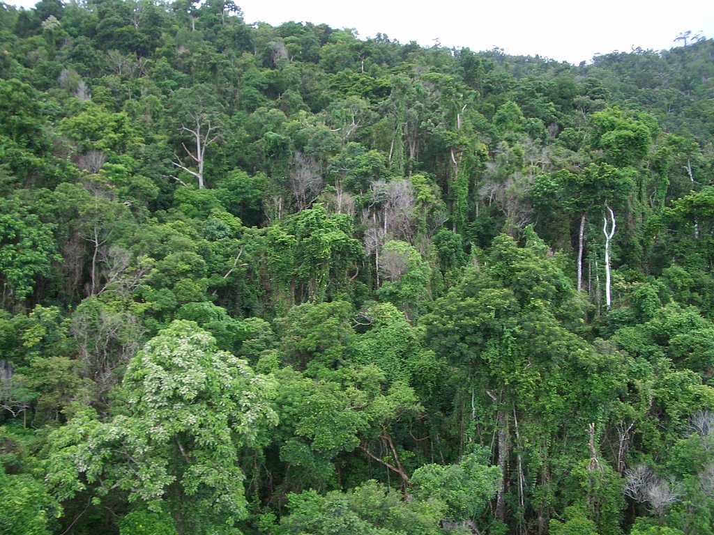 View from Skyrail