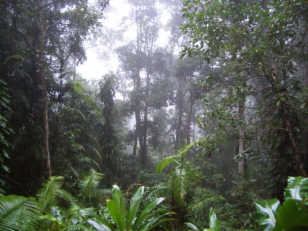 Rain forest