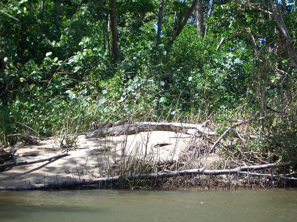 Crocodile