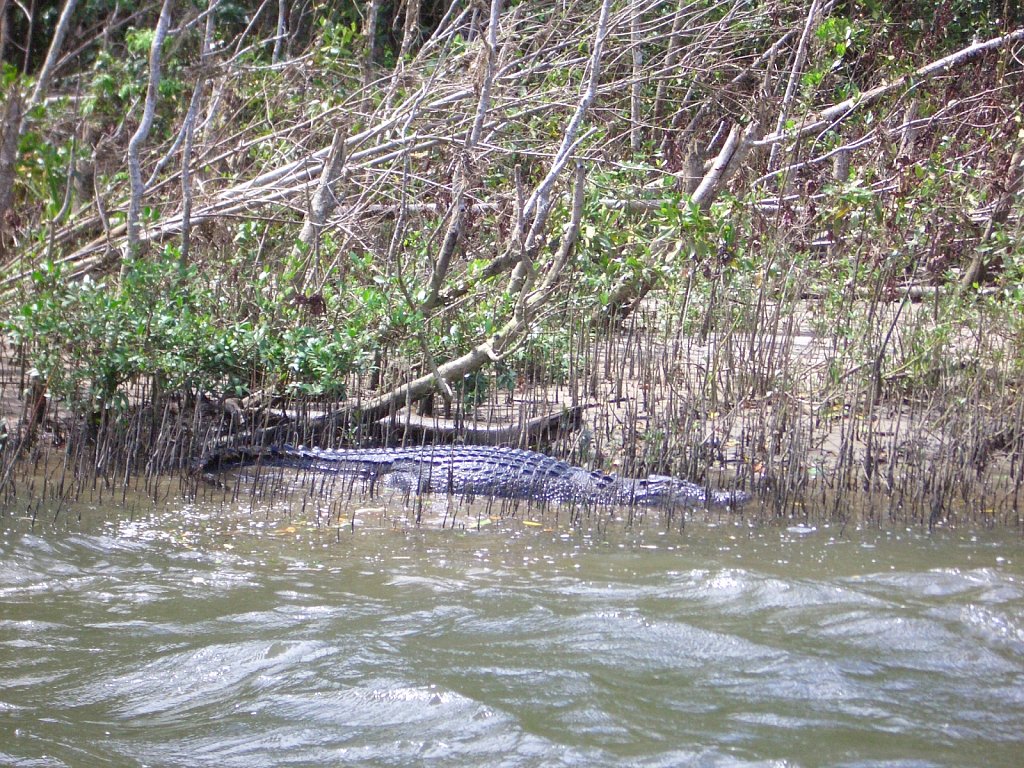 "Gum", the toothless crocodile