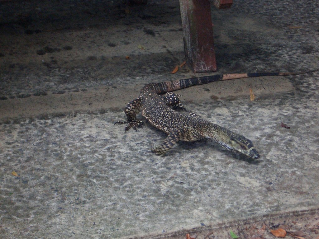 Lizard near the trail