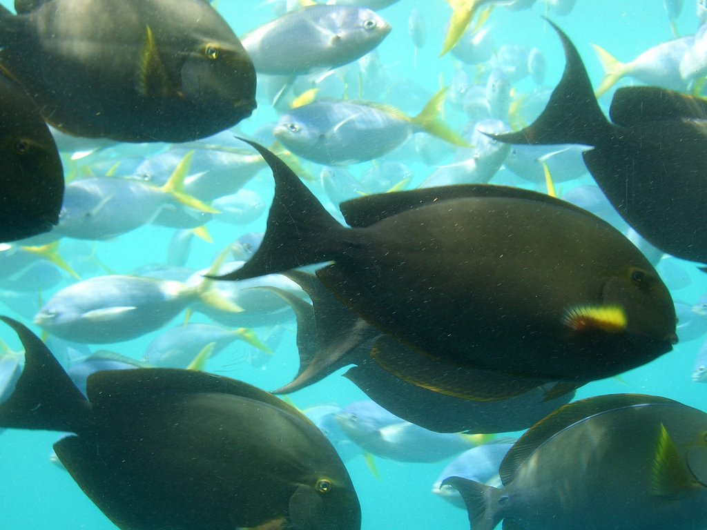 View from underwater chamber (Reefworld snorkeling)