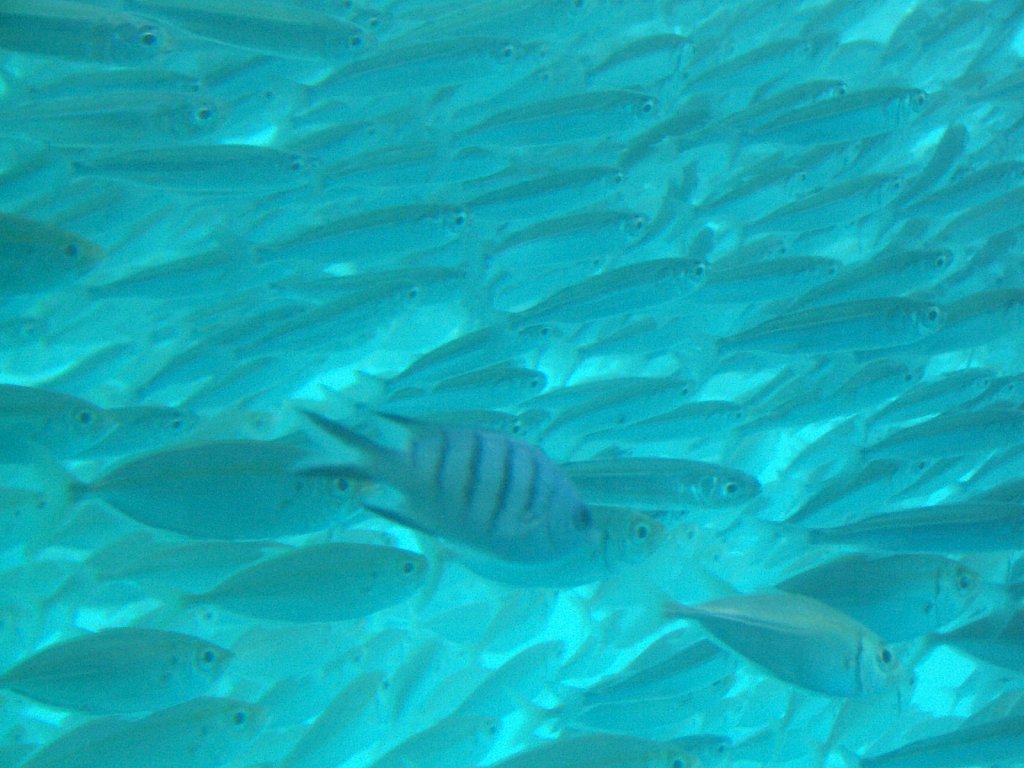 View from underwater chamber (Reefworld snorkeling)
