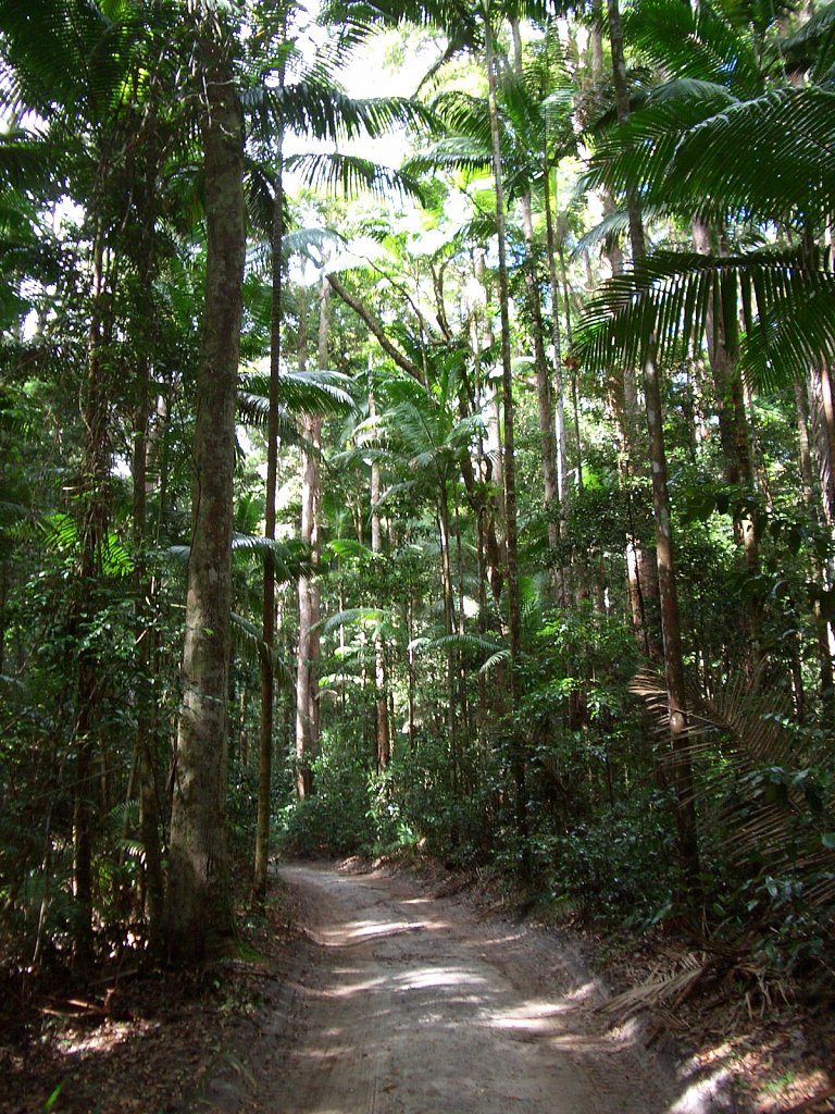 "Street" on Fraser Island