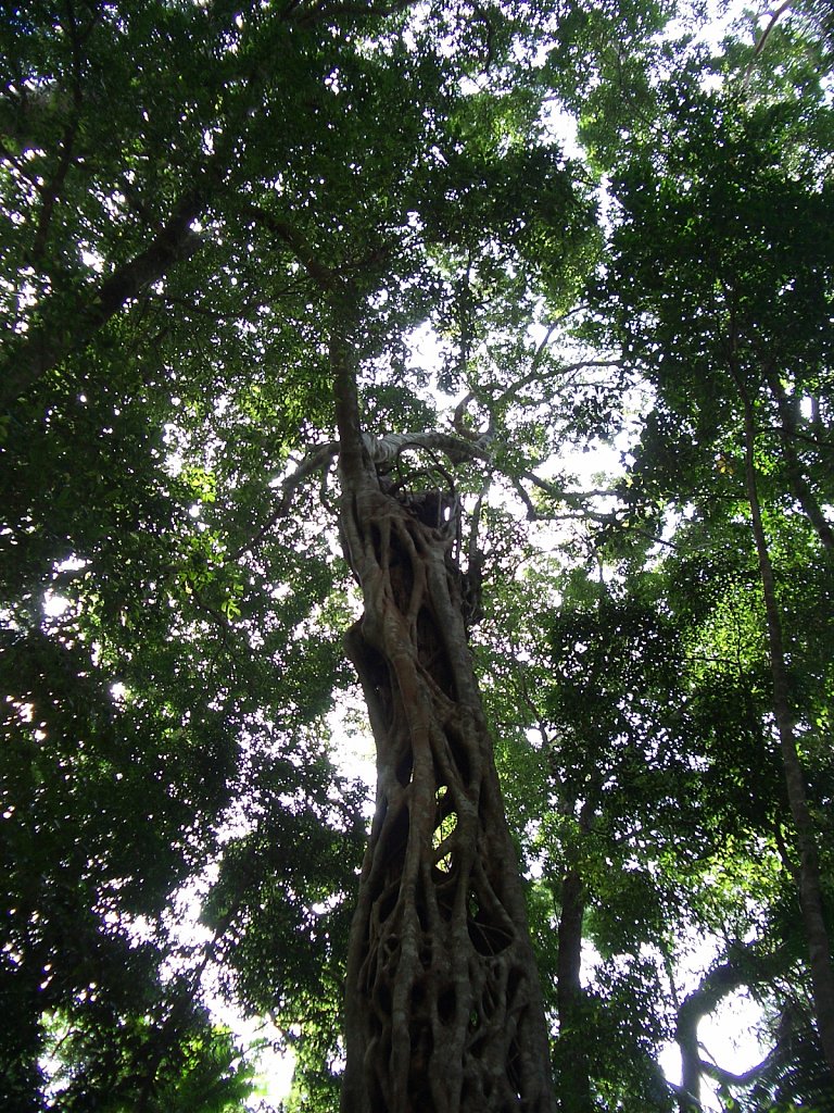 Strangler Fig Tree