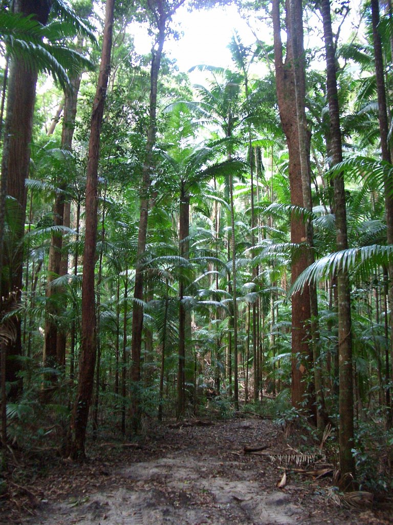 Rain forest on Fraser Island