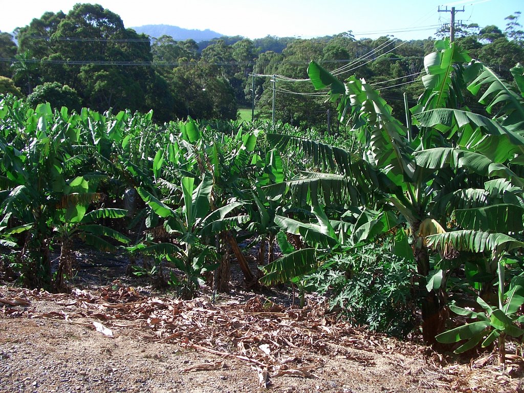Bananas