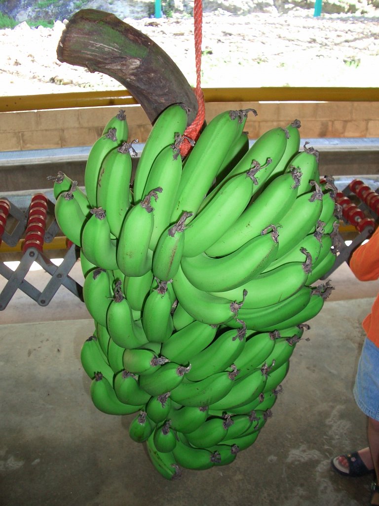 Bananas