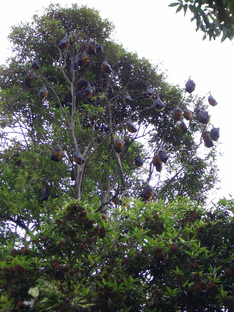 Bats in the Botanical Garden