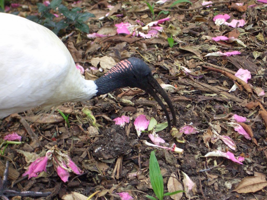 You can see this bird in nearly in every Australian park