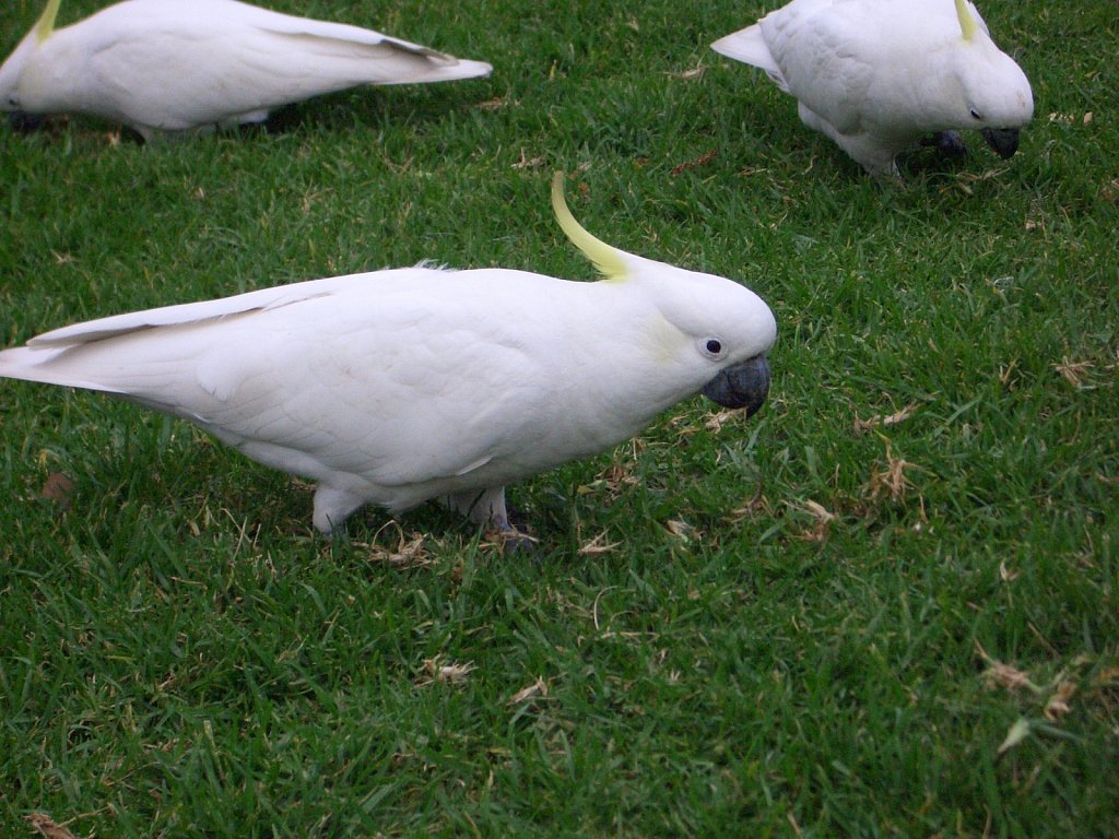 Cockatoos