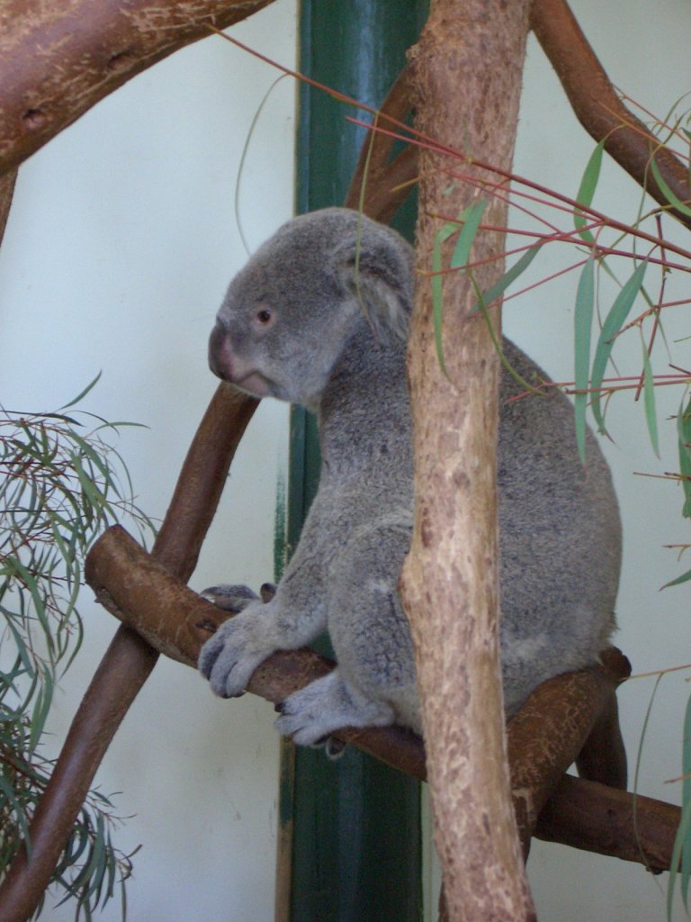 Koala in animal park
