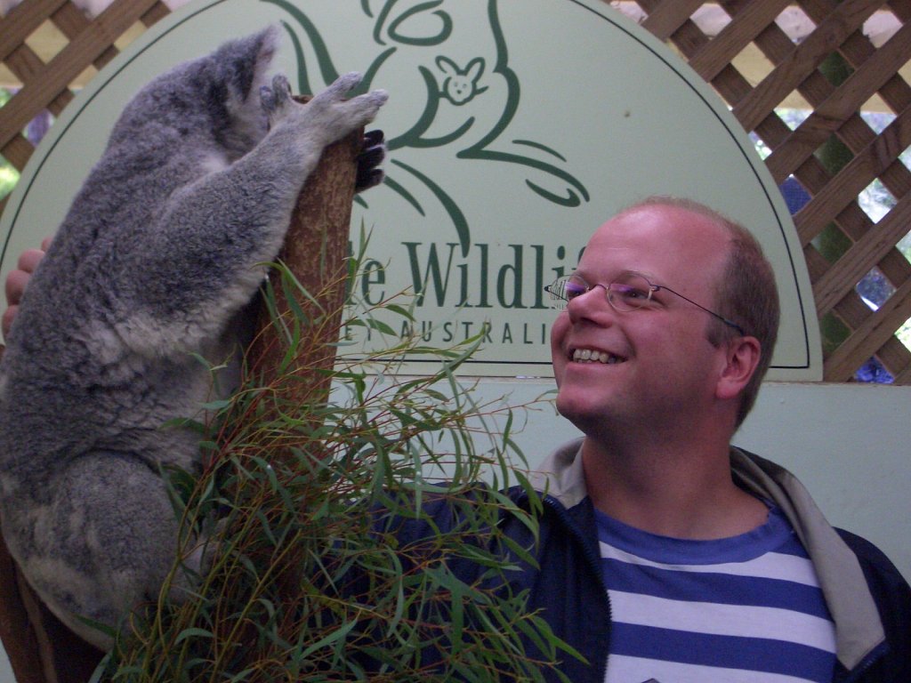 Koala in animal park