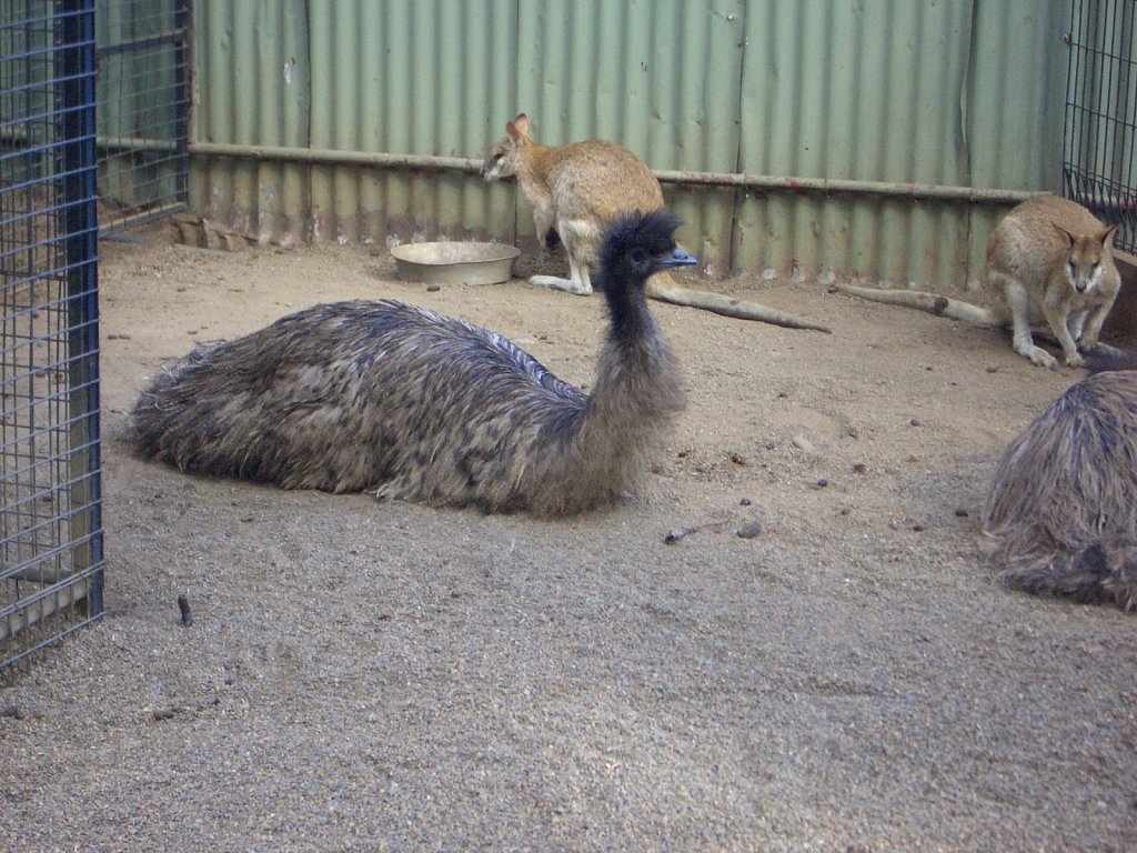 Emu