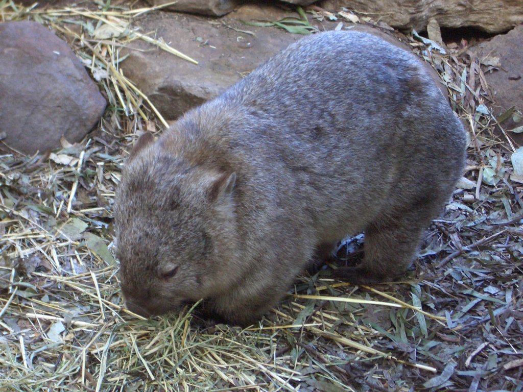 Wombat