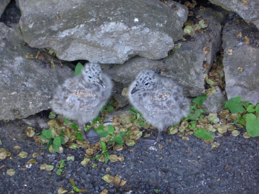 Fledglings near the Niagara Falls 