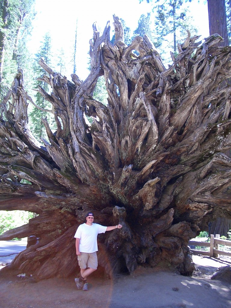 Giant roots of a Sequoia tree