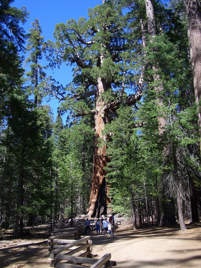 Giant Sequoia tree