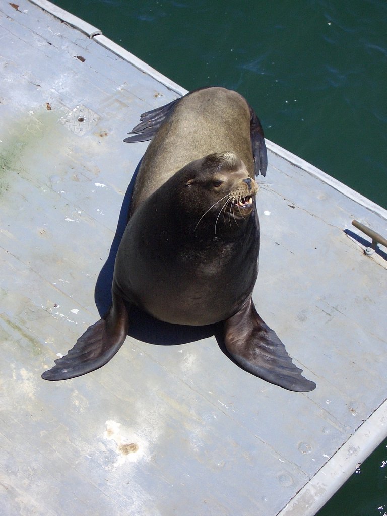 Sea lion at the peer