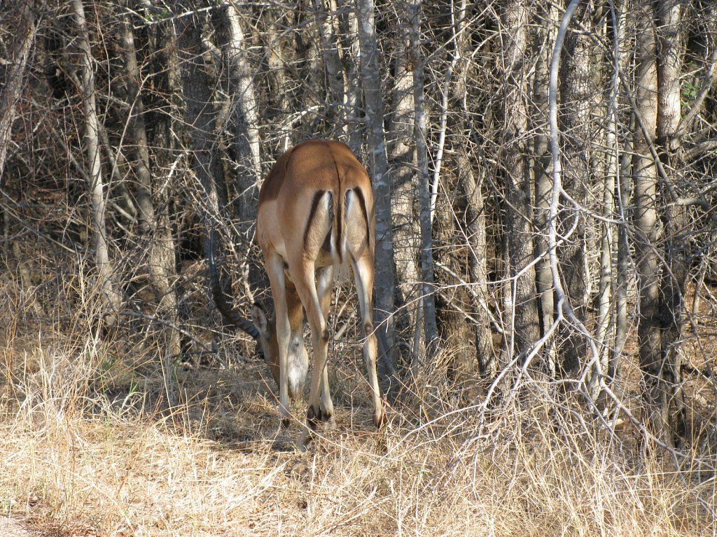 Impala - the “McDonald's” of the African bush