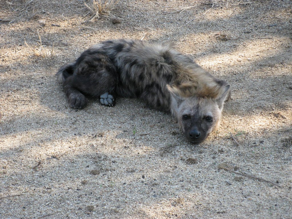Hyena baby