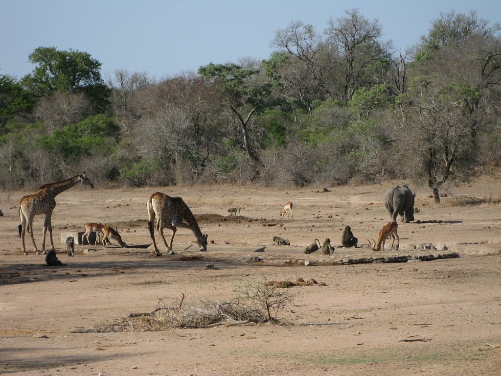 Crowded waterhole