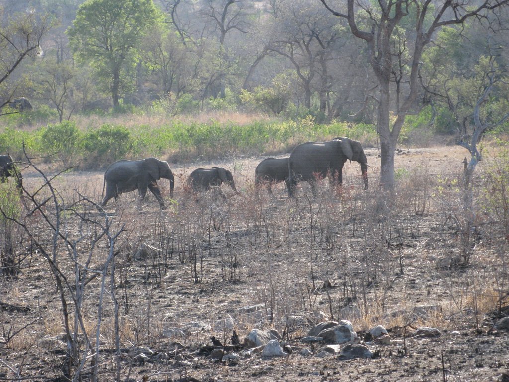 Herd of elephants