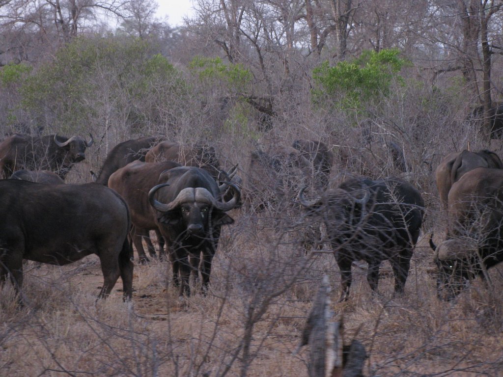 Herd of buffalos
