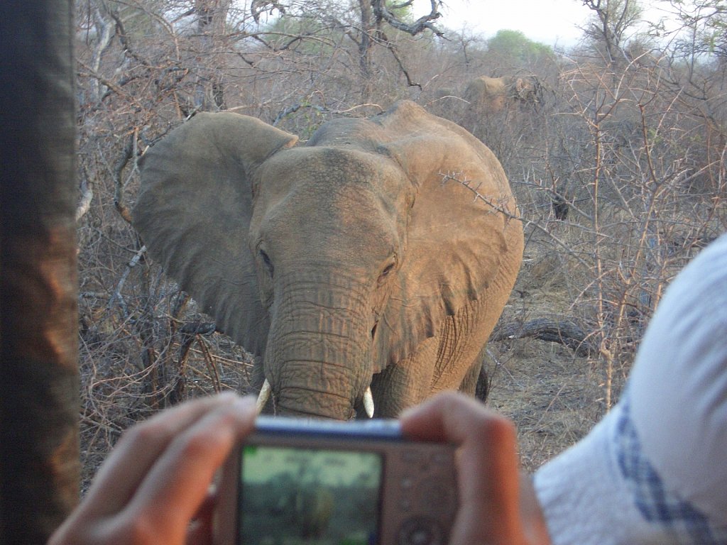 Elephant