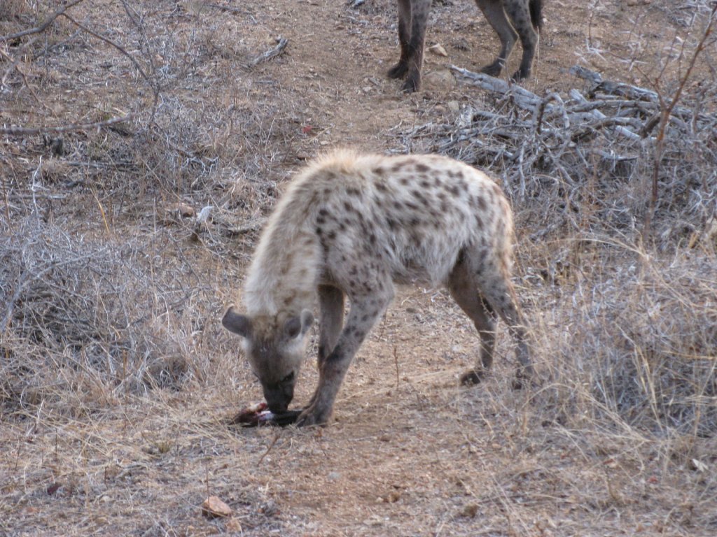 Hyena