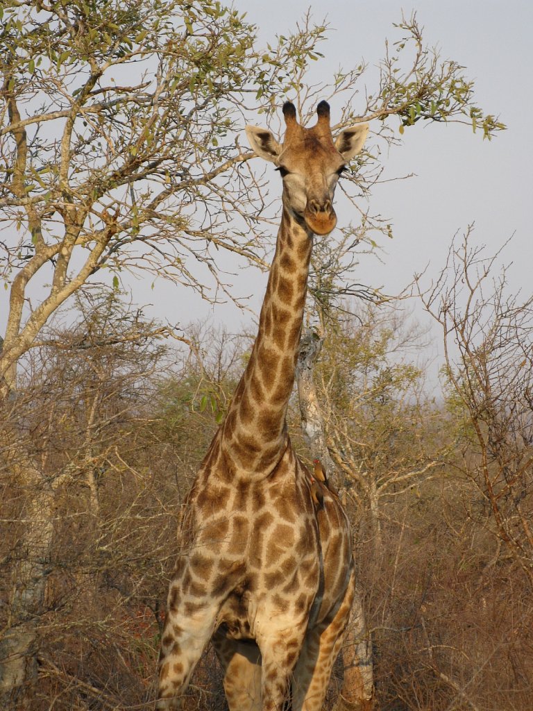 Giraffe
