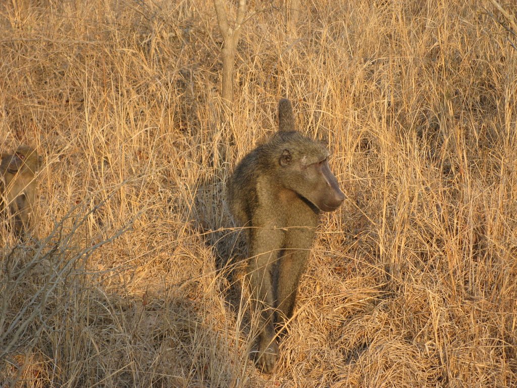 Baboon