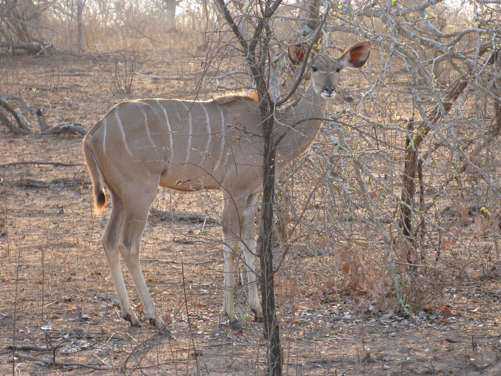 Kudu (female)