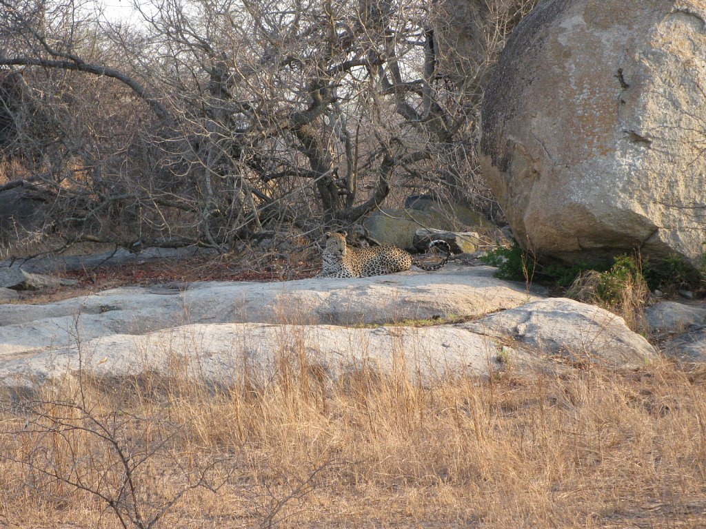 Leopard