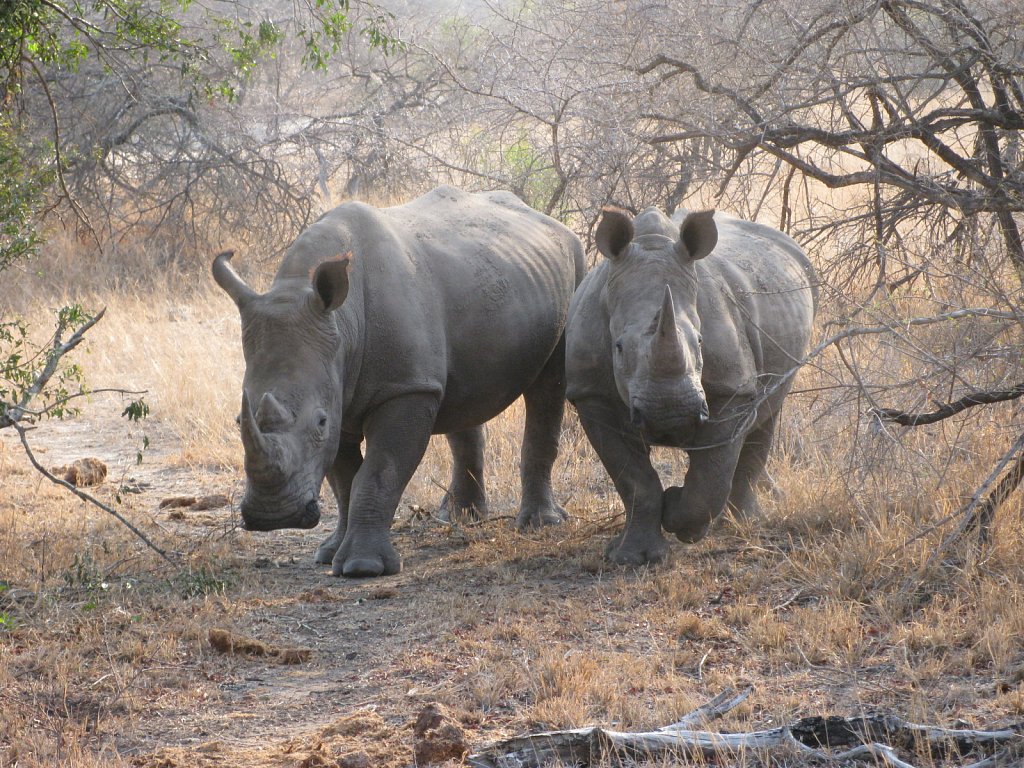 Rhinos
