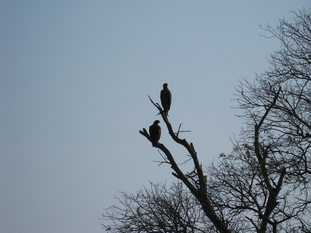 Eagles