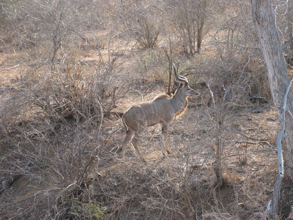 Kudu (male)