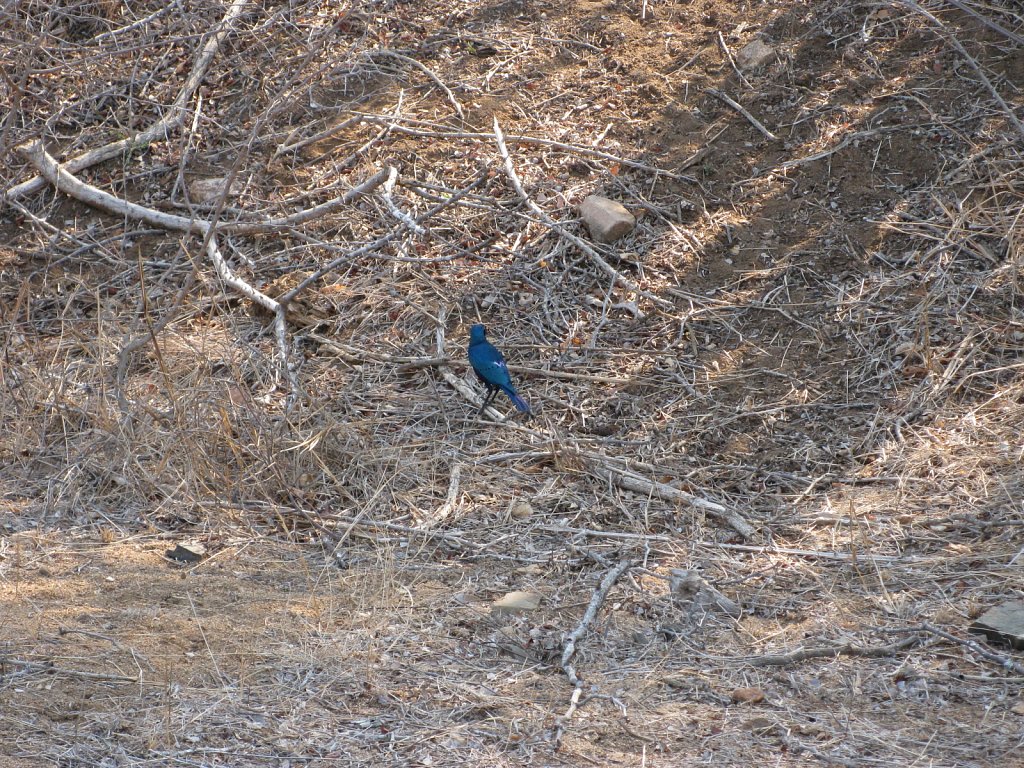 Glossy starling