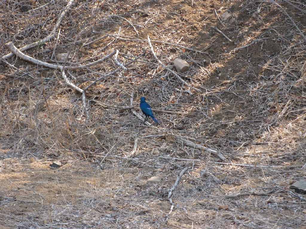 Glossy starling