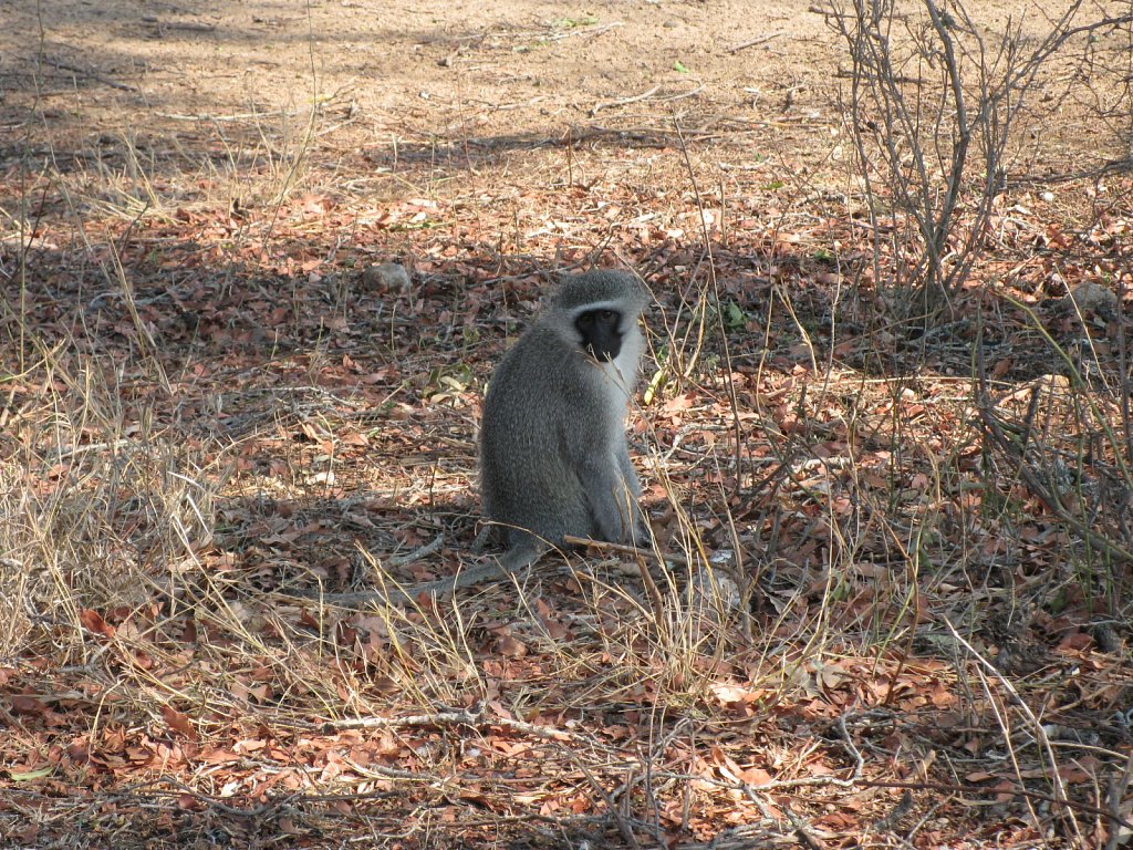 Monkey