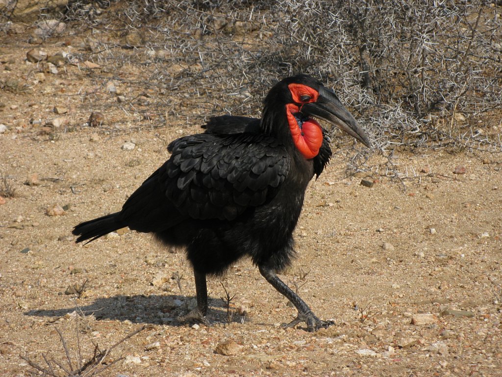 Ground hornbill