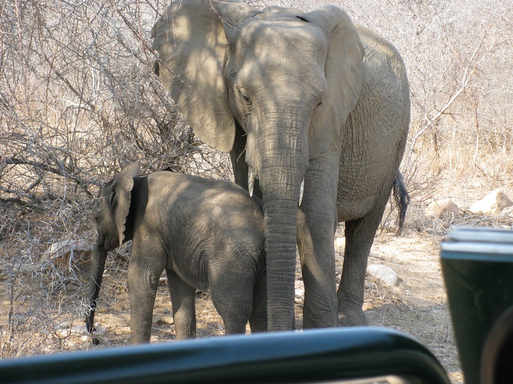 Elephant with baby