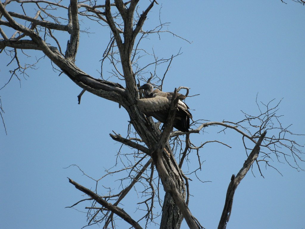 Vulture