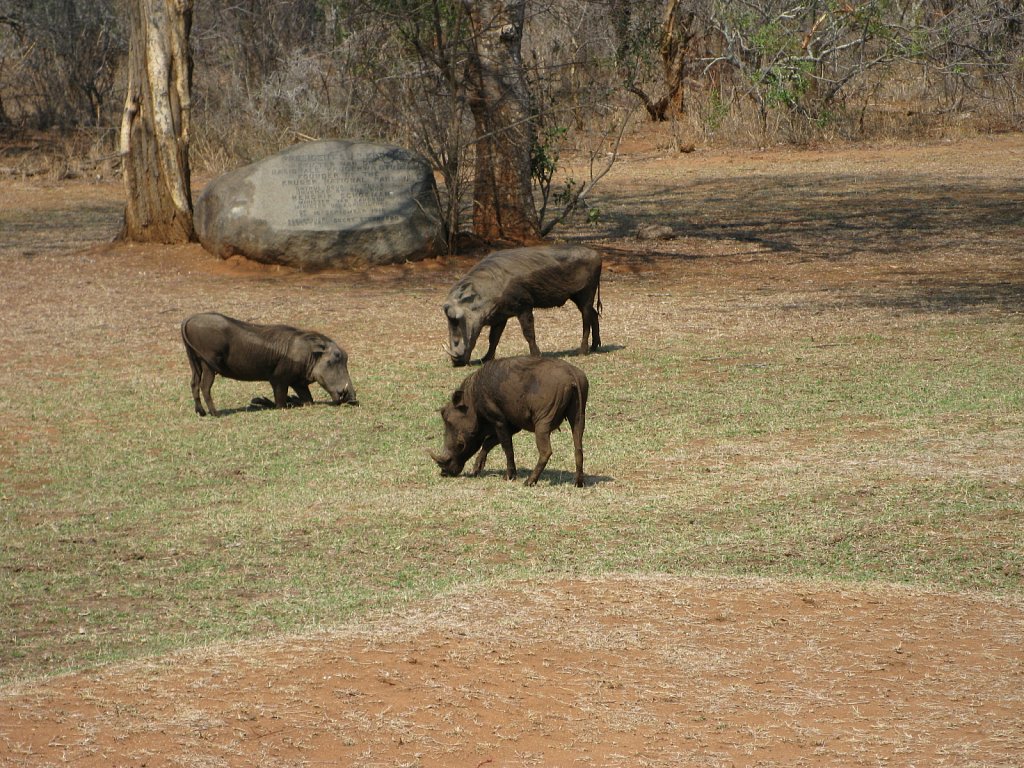 Warthogs
