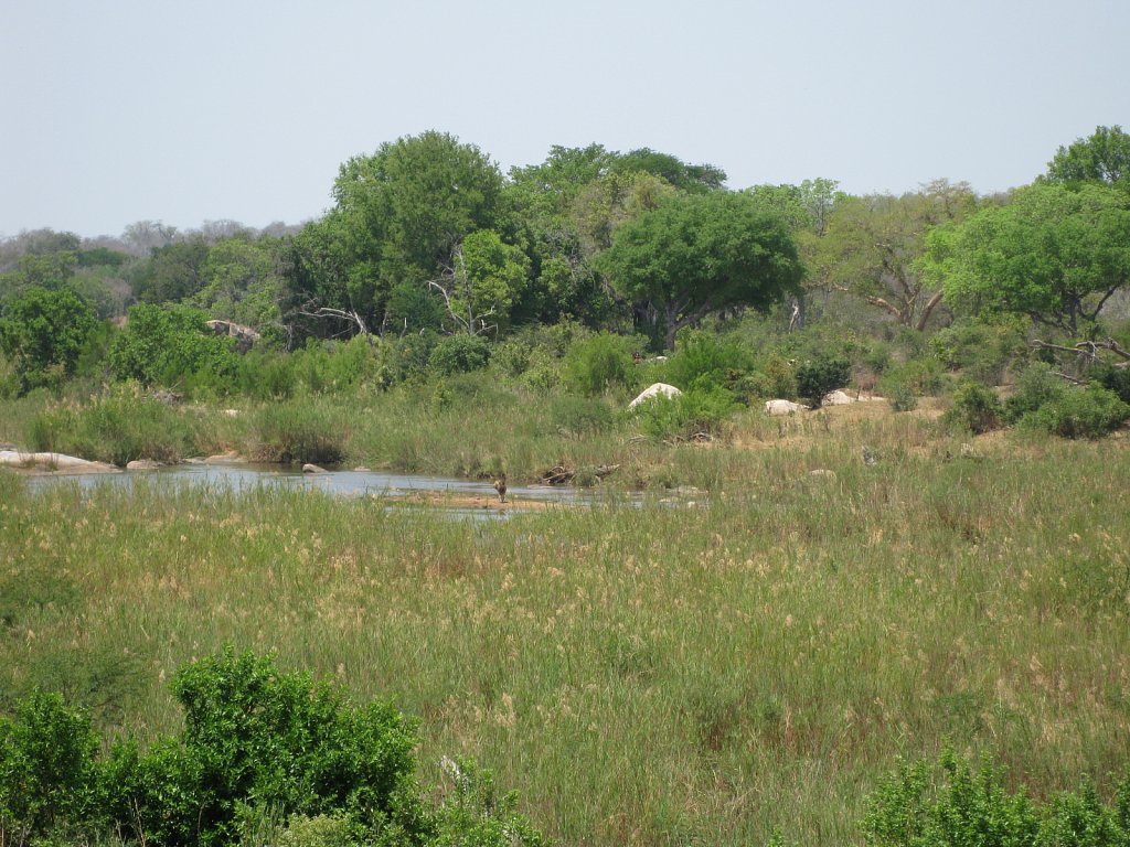 Male lion near the lodge