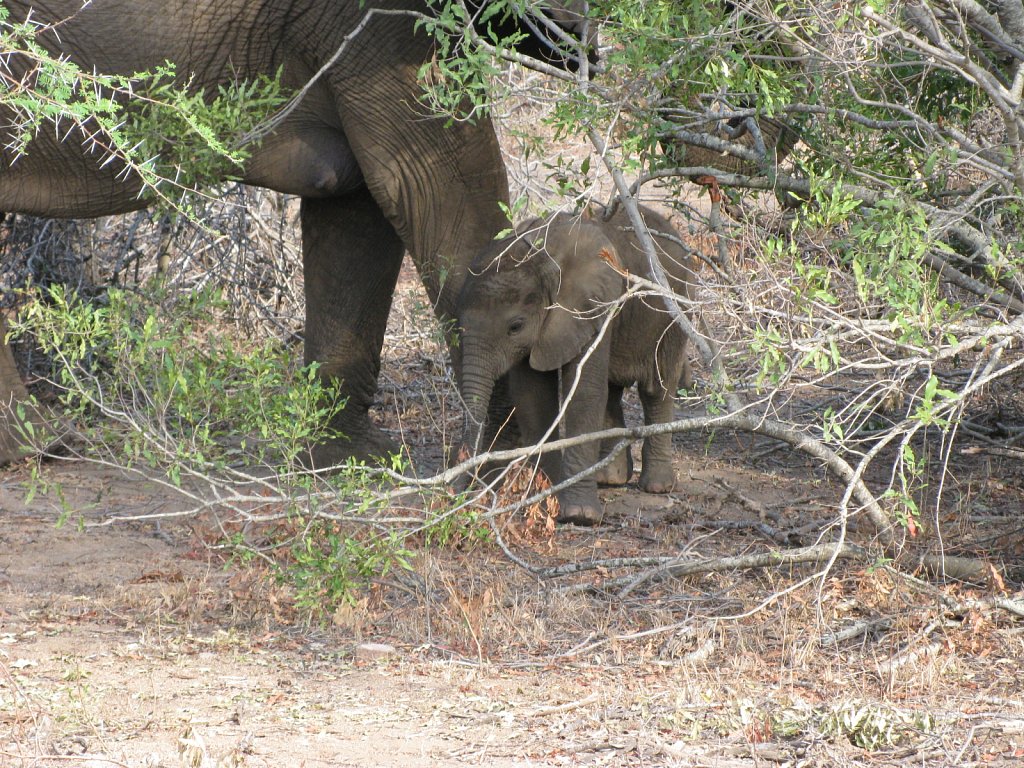 Elephant baby